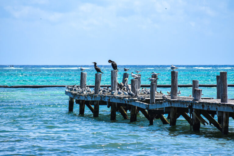 tropical (6)