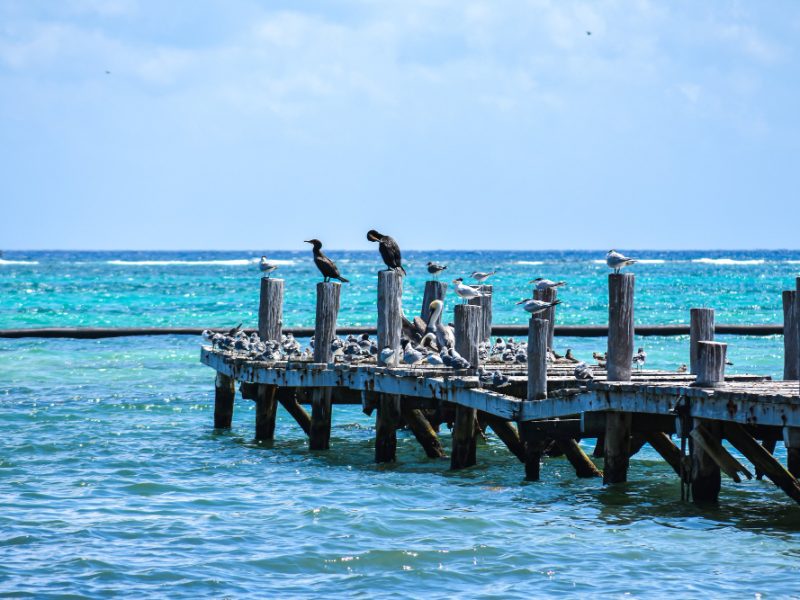tropical (6)